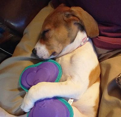 You Ask The Questions, Maggie The WonderBeagle Answers…