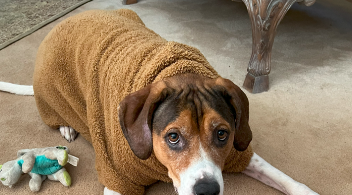 Time Really Flies When You’ve Got A WonderBeagle…